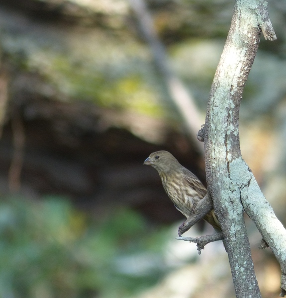 House Finch, female or juvenile
